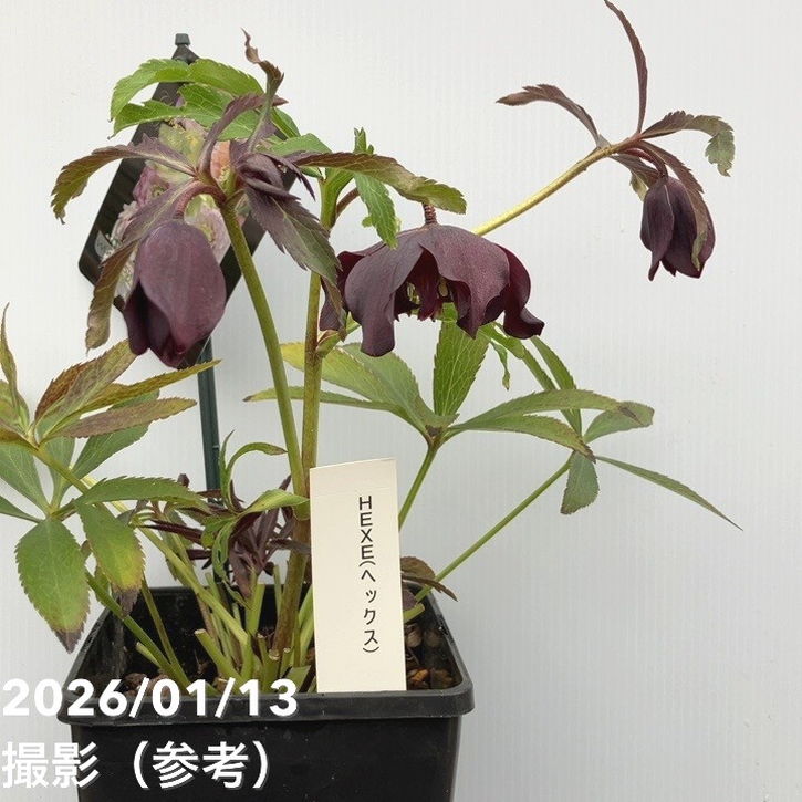 バ*カ様 クリスマスローズ ウィンターシンフォニー 「写楽」 バ*カ様 クリスマスローズ ウィンターシンフォニー 「写楽