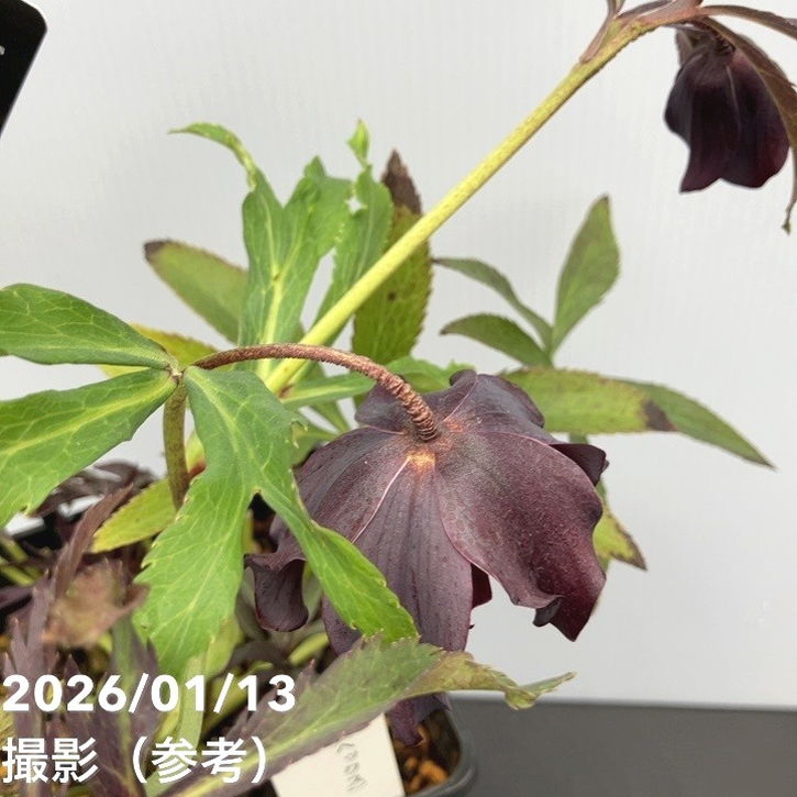 一点物】堀切園 クリスマスローズ ウィンターシンフォニー HEXE