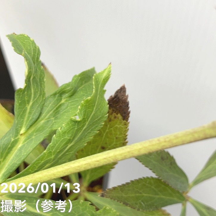 一点物】堀切園 クリスマスローズ ウィンターシンフォニー HEXE