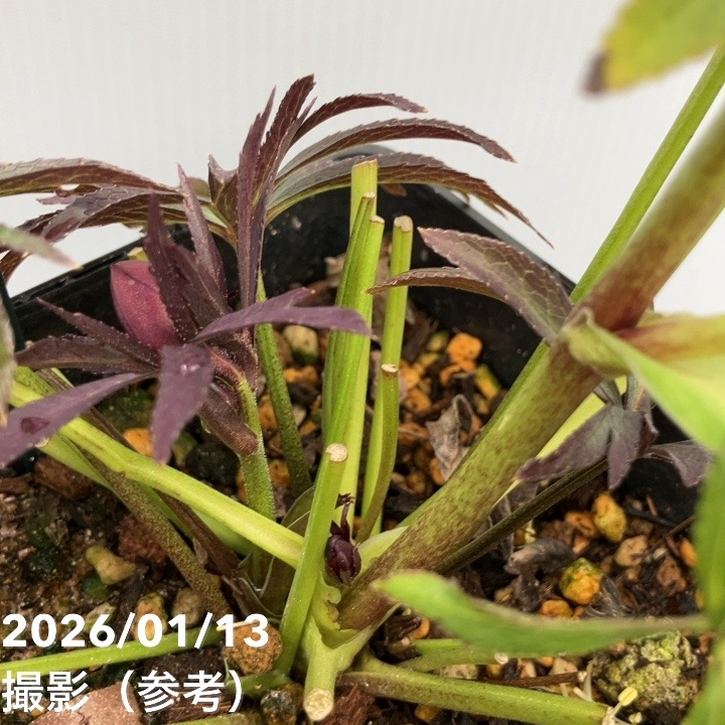 ぱぺこ クリスマスローズ 小苗 SDソレイユ（銅葉）セルフ 71【 匿名配送 】クリスマスローズ sd ソレイユ セルフ 種子 3粒