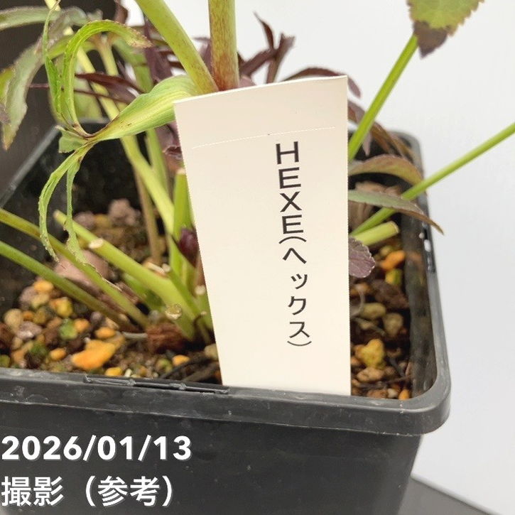 一点物】堀切園 クリスマスローズ ウィンターシンフォニー HEXE