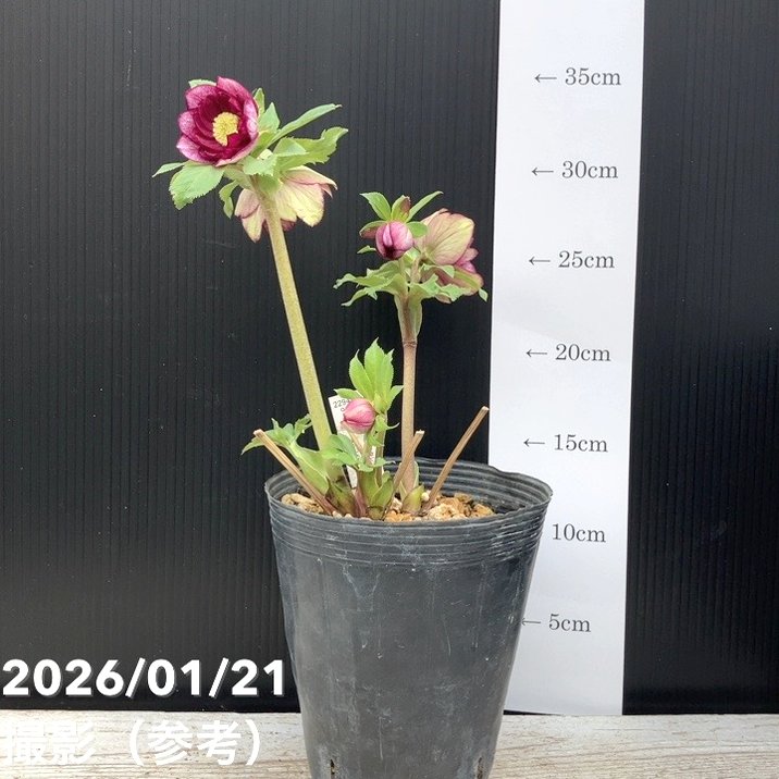 かずりん様マスカット ローズ 1キロ かずりん様マスカット ローズ 1キロ