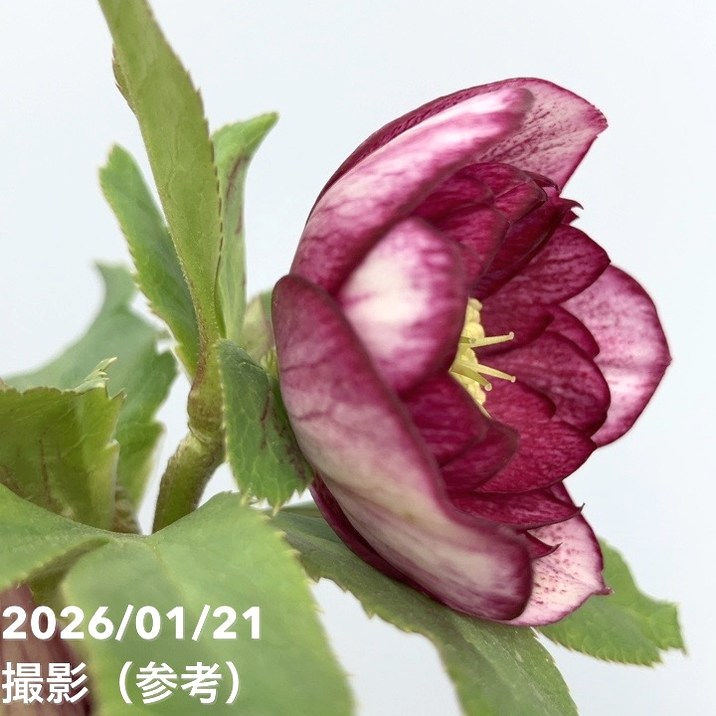 一点物】加藤農園 クリスマスローズ 4.5号（KT32）｜山野04-PA | 草花