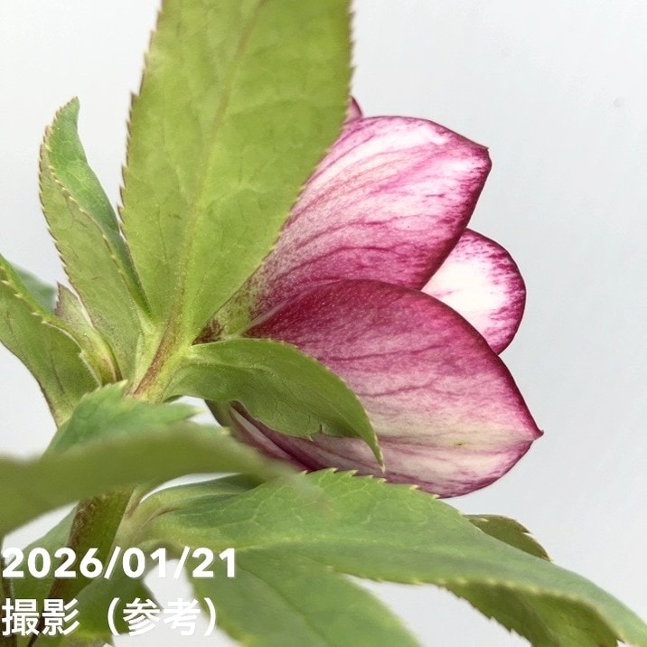 〈匿名発送〉023 クリスマスローズ sd 株分　ブローチ Geometric 匿名発送〉023 クリスマスローズ sd 株分 ブローチ Geometric - メルカリ