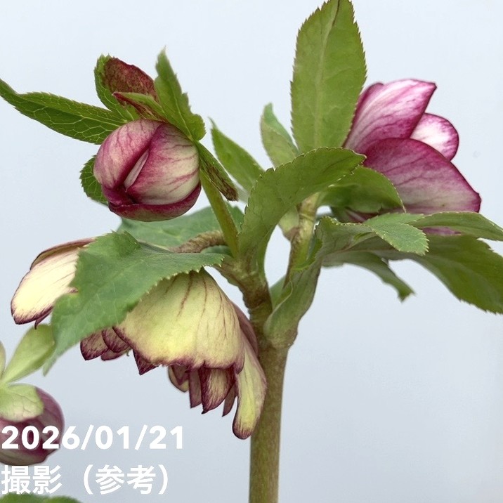 一点物】加藤農園 クリスマスローズ 4.5号（KT32）｜山野04-PA | 草花