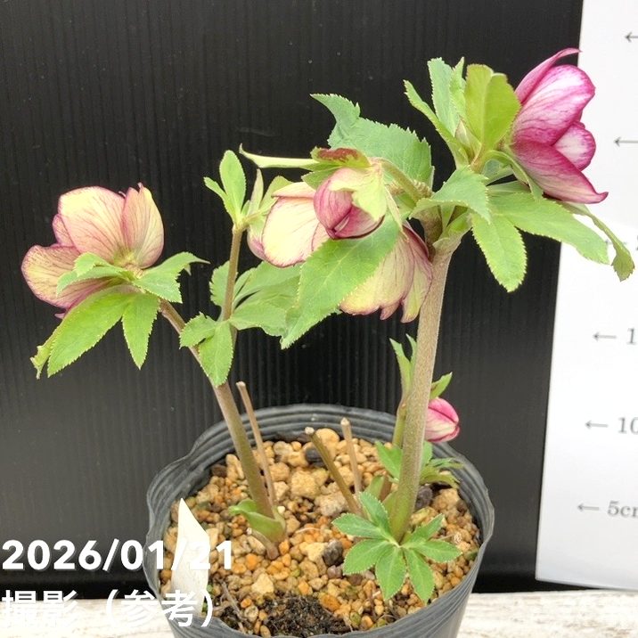 一点物】加藤農園 クリスマスローズ 4.5号（KT32）｜山野04-PA | 草花