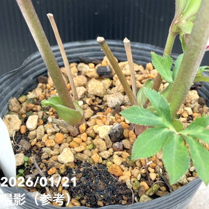 一点物】加藤農園 クリスマスローズ 4.5号（KT32）｜山野04-PA | 草花