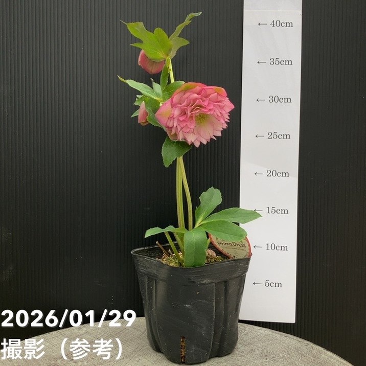 一点物】横山園芸 クリスマスローズ プリマドレス 4.5号（YK11）｜山野