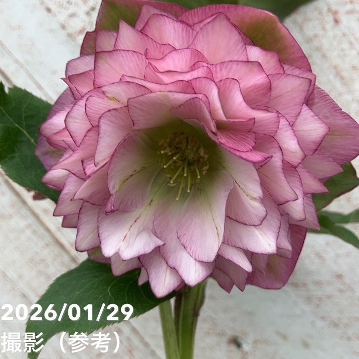 一点物】横山園芸 クリスマスローズ プリマドレス 4.5号（YK11）｜山野