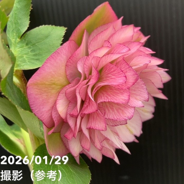 一点物】横山園芸 クリスマスローズ プリマドレス 4.5号（YK11）｜山野