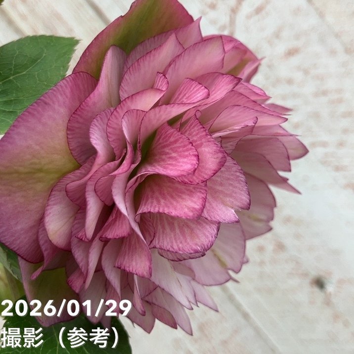 クリスマスローズ プリマドレスセット クリスマスローズ 横山園芸