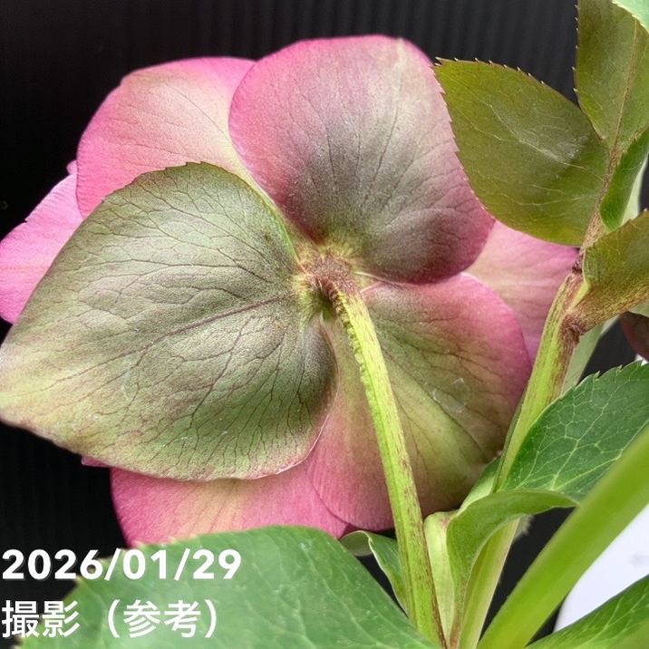 一点物】横山園芸 クリスマスローズ プリマドレス 4.5号（YK11）｜山野