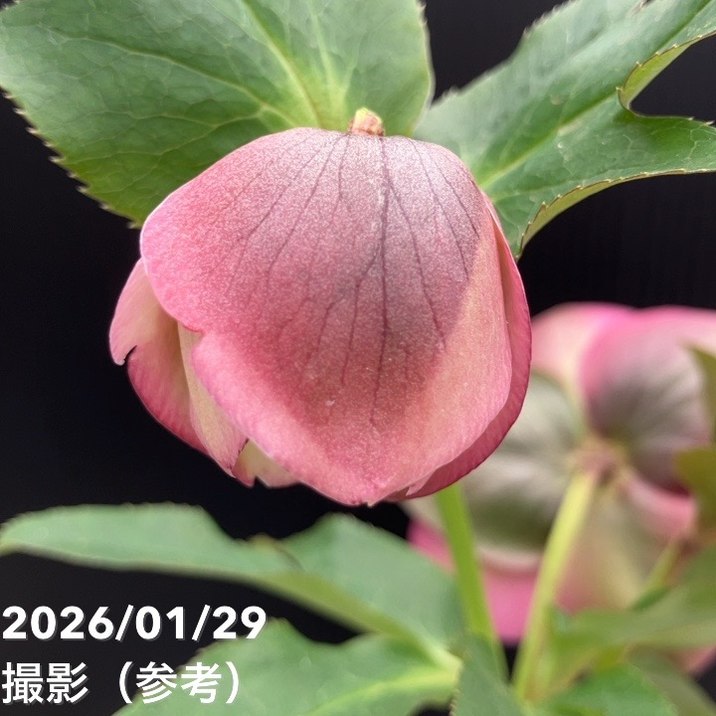 一点物】横山園芸 クリスマスローズ プリマドレス 4.5号（YK11）｜山野