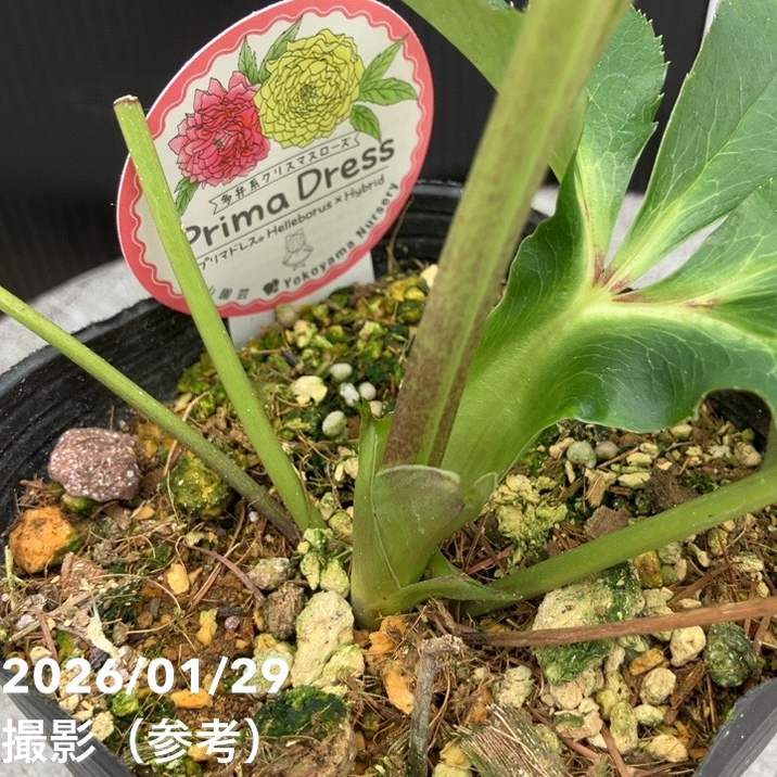 一点物】横山園芸 クリスマスローズ プリマドレス 4.5号（YK11）｜山野