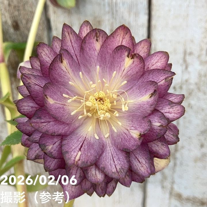 一点物】加藤農園 多弁ゴールドクリスマスローズ アフロディーテ