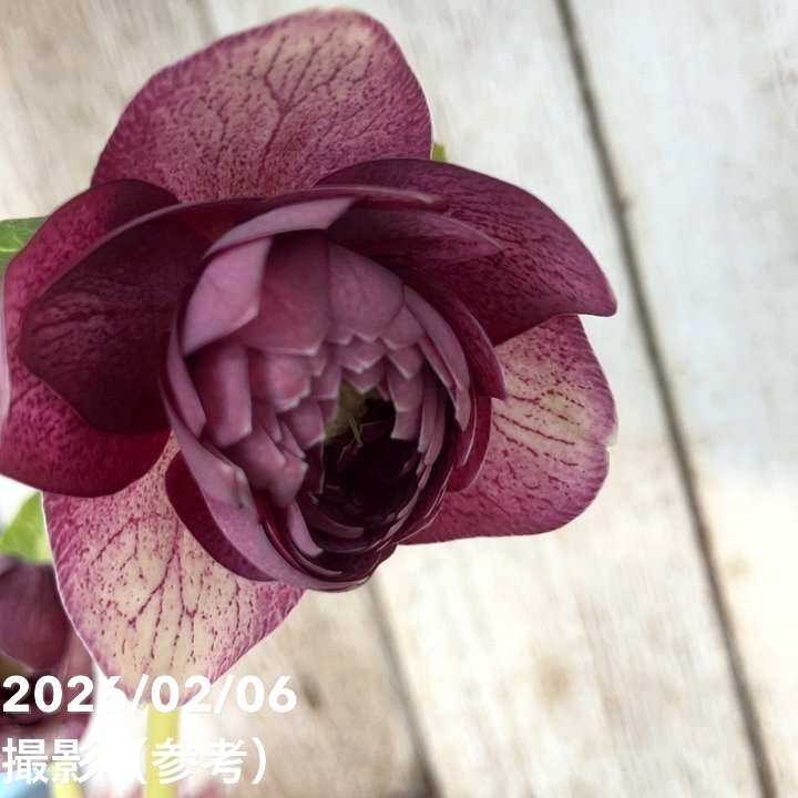 一点物】加藤農園 多弁ゴールドクリスマスローズ アフロディーテ