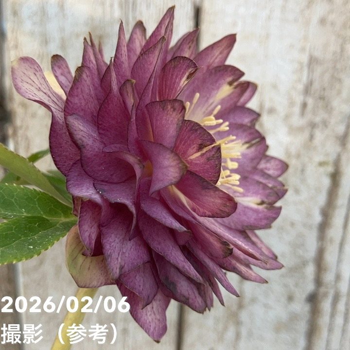 一点物】加藤農園 多弁ゴールドクリスマスローズ アフロディーテ