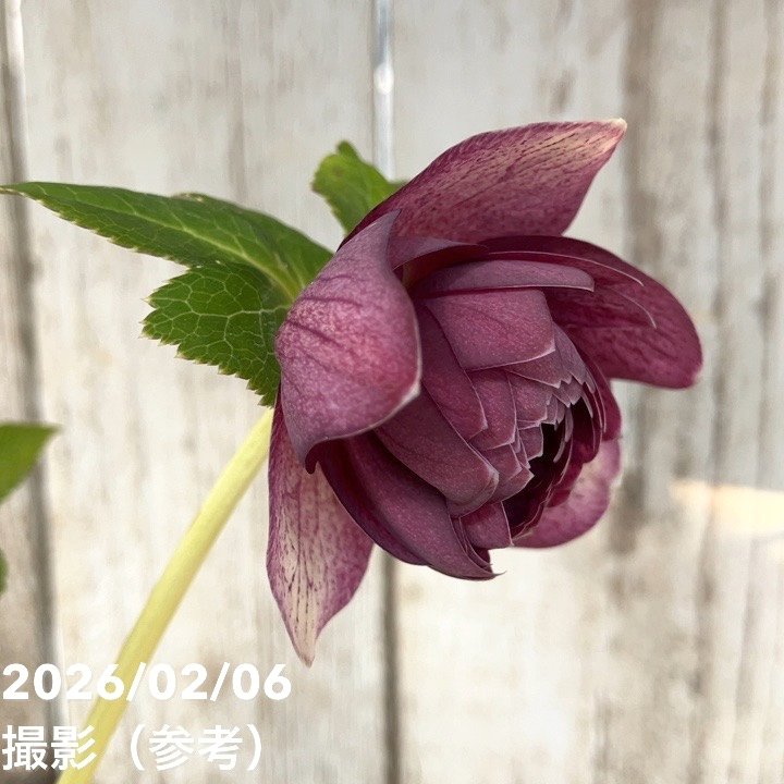 一点物】加藤農園 多弁ゴールドクリスマスローズ アフロディーテ