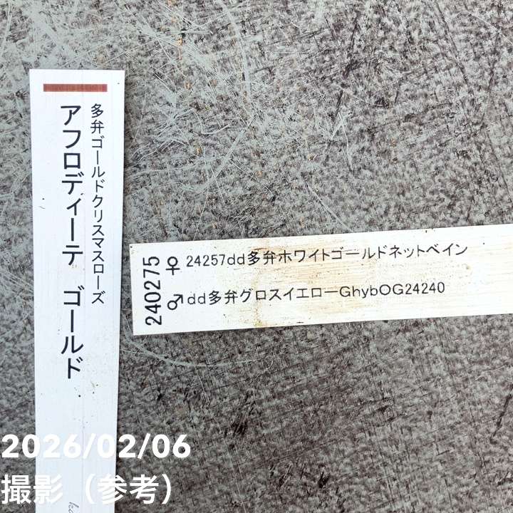 お買い得一点物咲き進み株】加藤農園 多弁ゴールドクリスマスローズ
