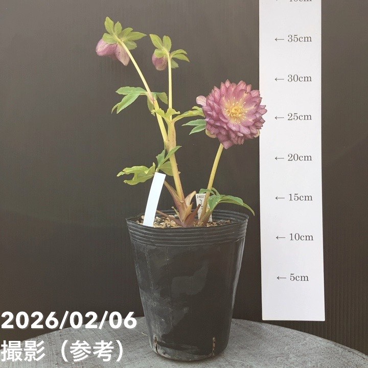 一点物】加藤農園 多弁ゴールドクリスマスローズ アフロディーテ