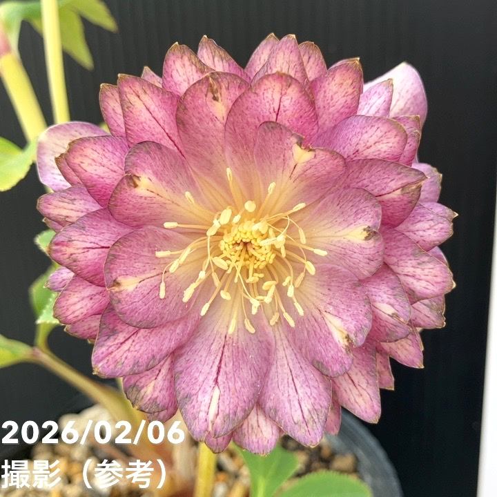 【お買い得一点物咲き進み株】加藤農園 多弁ゴールドクリスマスローズ アフロディーテゴールド 4.5号(KT102)|山野04-PA