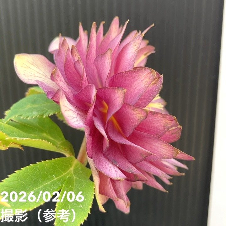 一点物】加藤農園 多弁ゴールドクリスマスローズ アフロディーテ