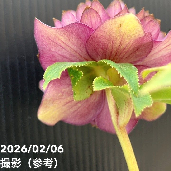 お買い得一点物咲き進み株】加藤農園 多弁ゴールドクリスマスローズ