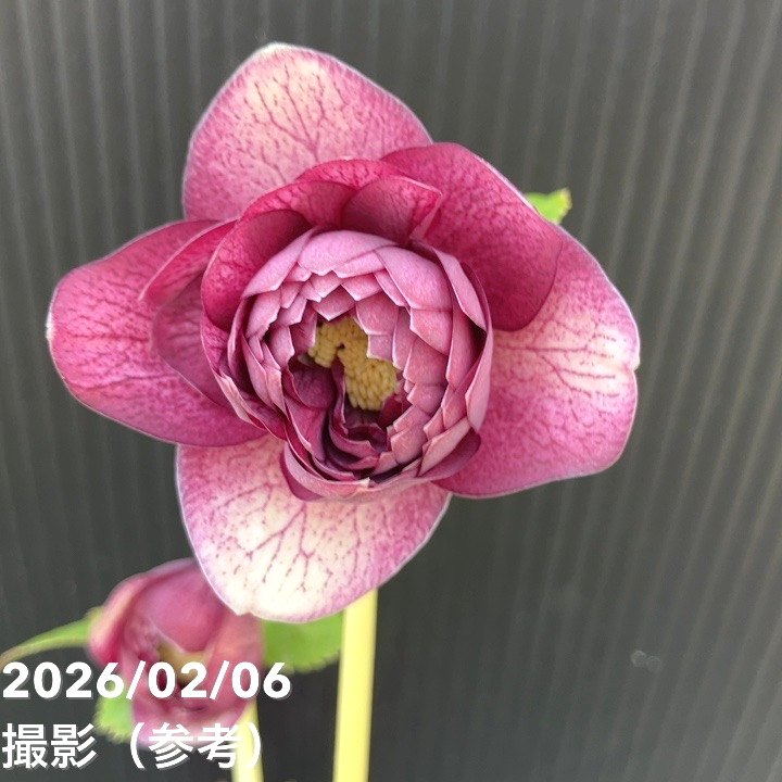 一点物】加藤農園 多弁ゴールドクリスマスローズ アフロディーテ