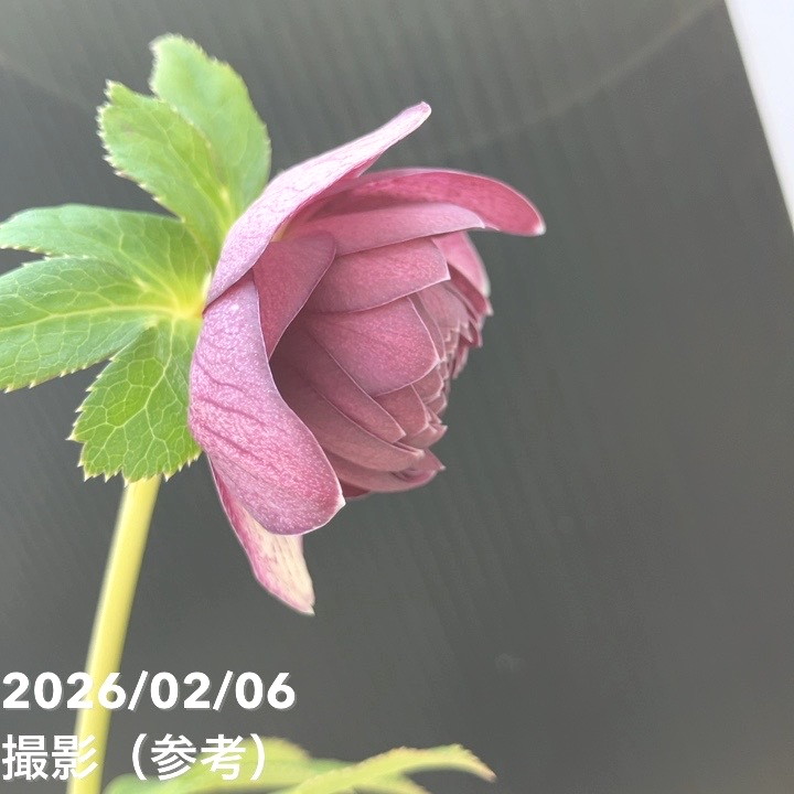 一点物】加藤農園 多弁ゴールドクリスマスローズ アフロディーテ