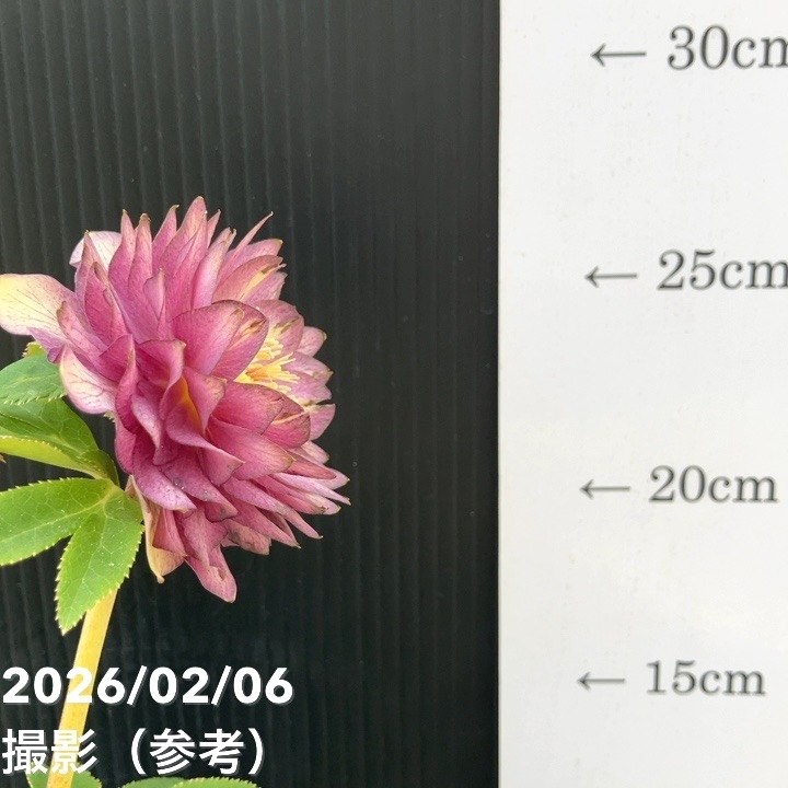 一点物】加藤農園 多弁ゴールドクリスマスローズ アフロディーテ