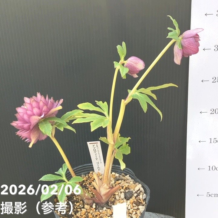 一点物】加藤農園 多弁ゴールドクリスマスローズ アフロディーテ