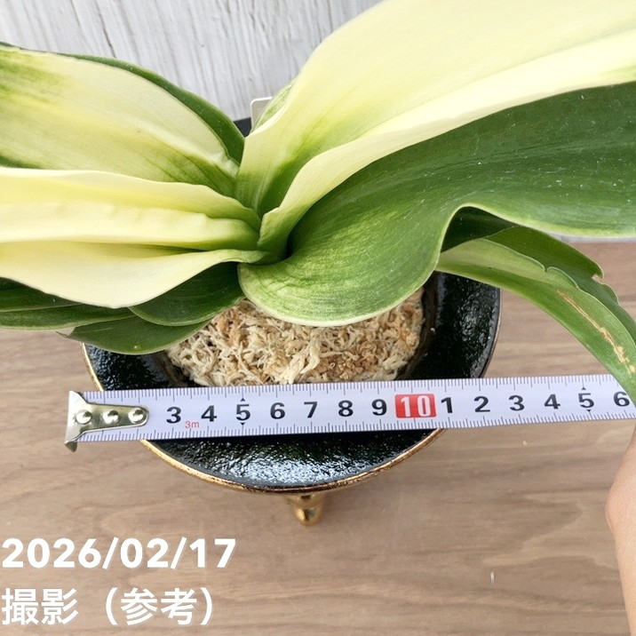 現品お届け】豊明園 万年青 オモト 福の光（ふくのひかり）錦鉢（O71