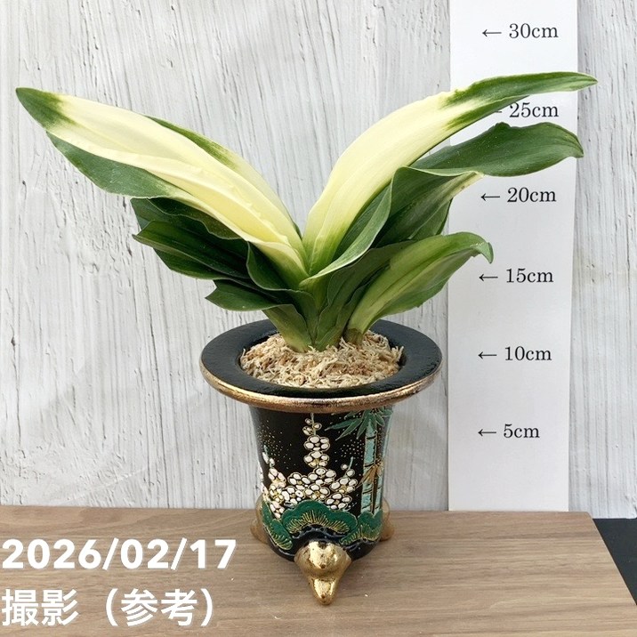 現品お届け】豊明園 万年青 オモト 福の光（ふくのひかり）錦鉢（O71