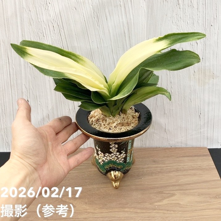 現品お届け】豊明園 万年青 オモト 福の光（ふくのひかり）錦鉢（O71