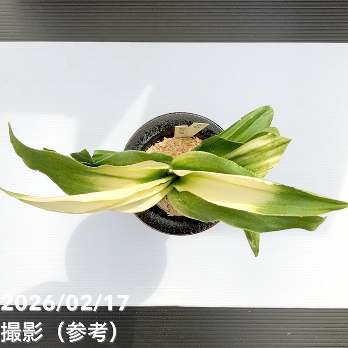 現品お届け】豊明園 万年青 オモト 福の光（ふくのひかり）錦鉢（O71