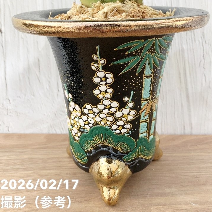 現品お届け】豊明園 万年青 オモト 福の光（ふくのひかり）錦鉢（O71