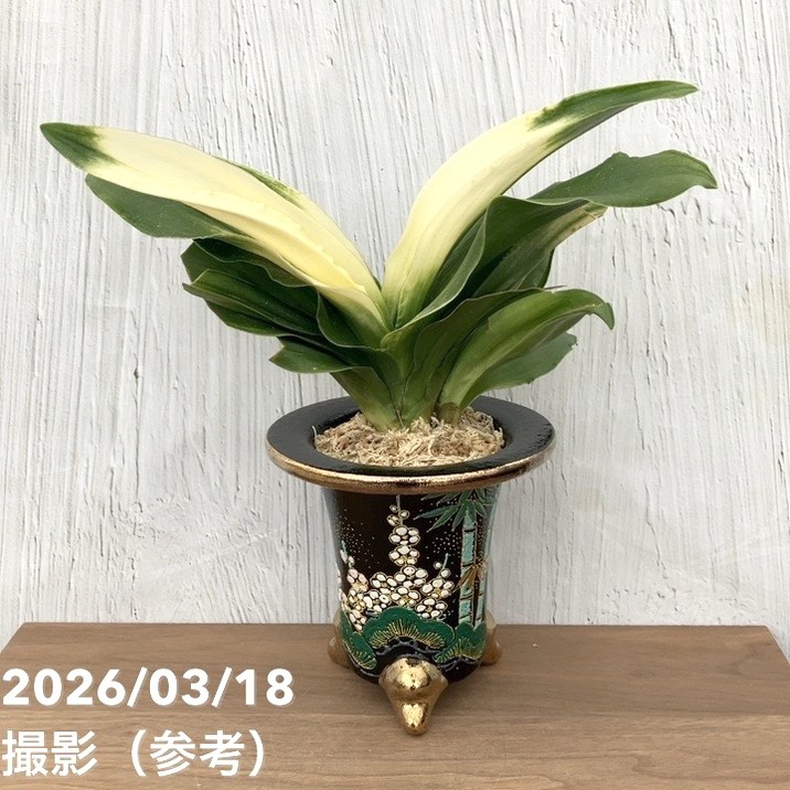 現品お届け】豊明園 万年青 オモト 福の光（ふくのひかり）錦鉢（O71