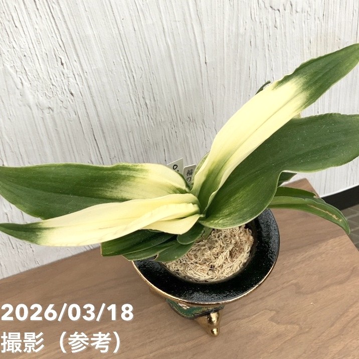現品お届け】豊明園 万年青 オモト 福の光（ふくのひかり）錦鉢（O71