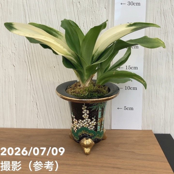現品お届け】豊明園 万年青 オモト 福の光（ふくのひかり）錦鉢（O71