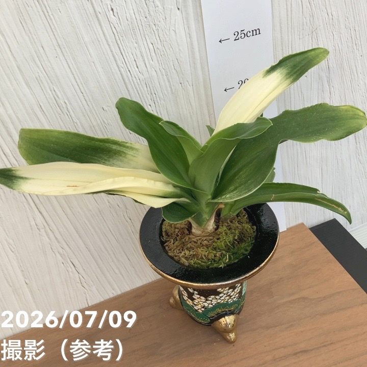 現品お届け】豊明園 万年青 オモト 福の光（ふくのひかり）錦鉢（O71