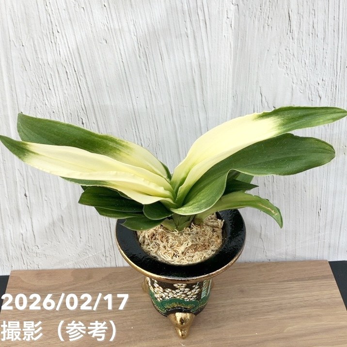 現品お届け】豊明園 万年青 オモト 福の光（ふくのひかり）錦鉢（O71