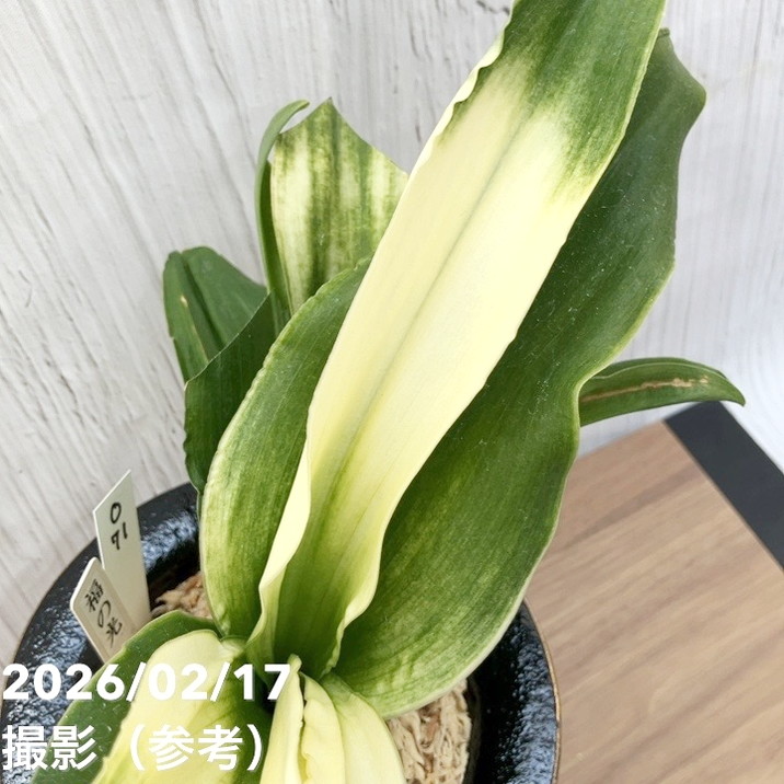 現品お届け】豊明園 万年青 オモト 福の光（ふくのひかり）錦鉢（O71