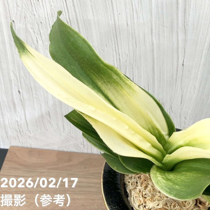 現品お届け】豊明園 万年青 オモト 福の光（ふくのひかり）錦鉢（O71