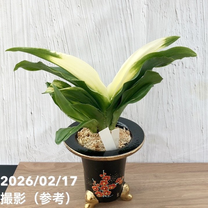 現品お届け】豊明園 万年青 オモト 福の光（ふくのひかり）錦鉢（O71
