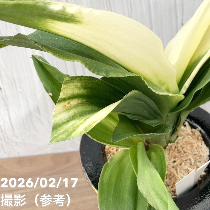 現品お届け】豊明園 万年青 オモト 福の光（ふくのひかり）錦鉢（O71