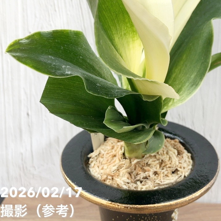 現品お届け】豊明園 万年青 オモト 福の光（ふくのひかり）錦鉢（O71