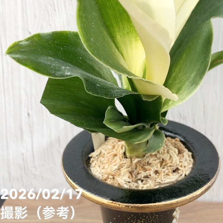現品お届け】豊明園 万年青 オモト 福の光（ふくのひかり）錦鉢（O71