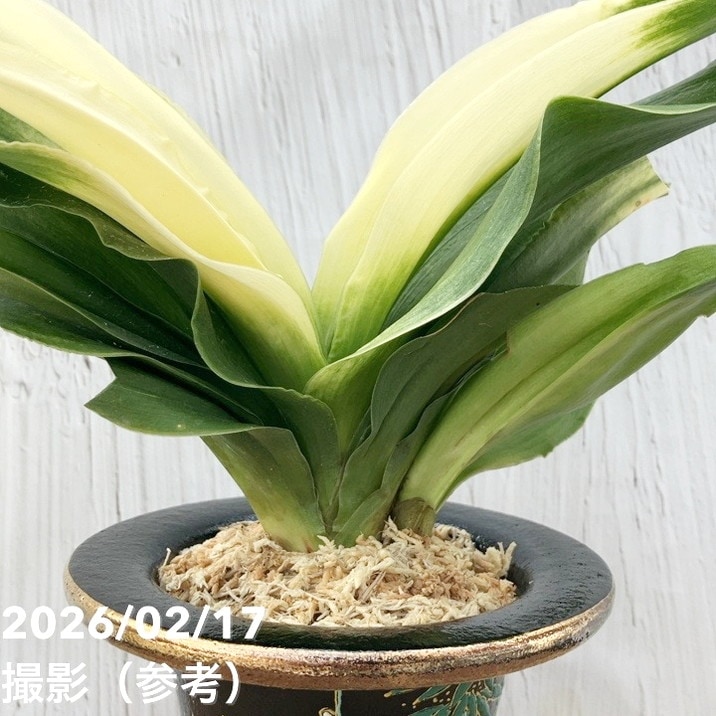 現品お届け】豊明園 万年青 オモト 福の光（ふくのひかり）錦鉢（O71