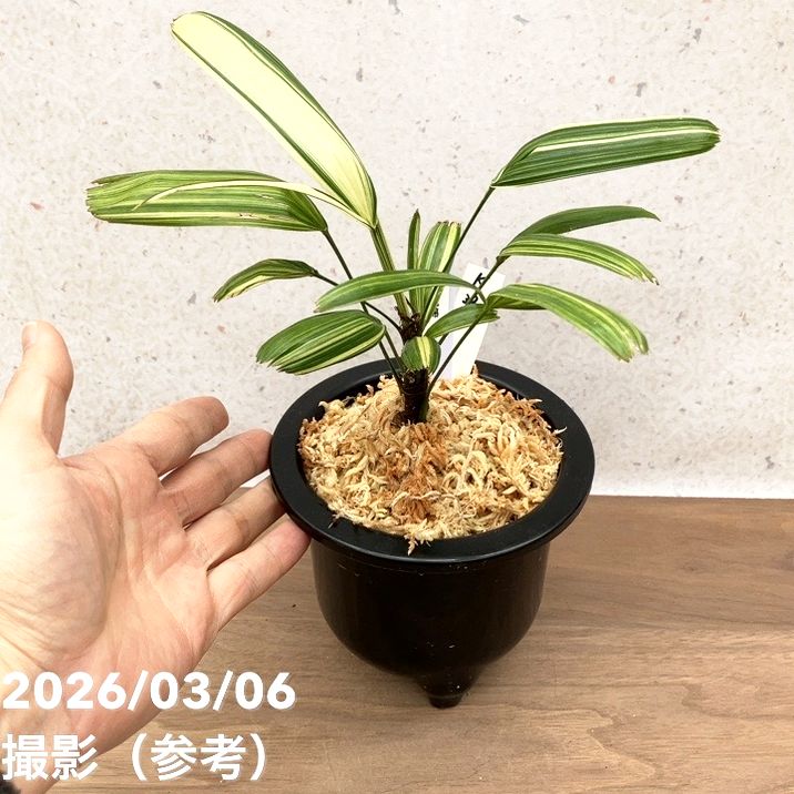 現品お届け】観音竹 カンノンチク 稚児錦 ちごにしき プラ鉢（K32