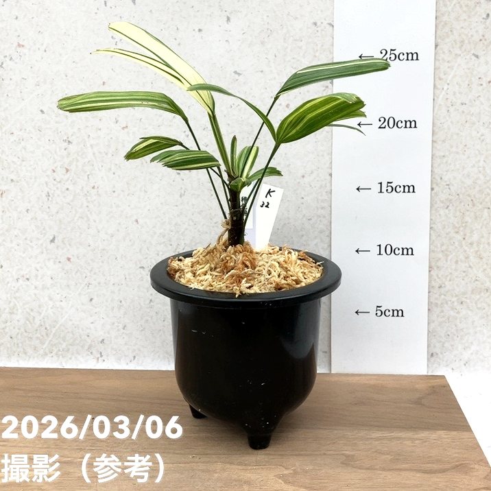 現品お届け】観音竹 カンノンチク 稚児錦 ちごにしき プラ鉢（K32